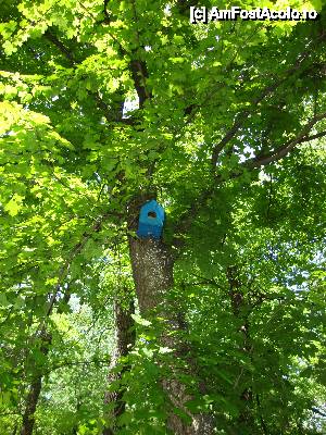 [P21] Păsărelele sunt găzduite cu drag în satul babei Vrâncioaia.  » foto by Floryn81
 - 
<span class="allrVoted glyphicon glyphicon-heart hidden" id="av482177"></span>
<a class="m-l-10 hidden" id="sv482177" onclick="voting_Foto_DelVot(,482177,7833)" role="button">șterge vot <span class="glyphicon glyphicon-remove"></span></a>
<a id="v9482177" class=" c-red"  onclick="voting_Foto_SetVot(482177)" role="button"><span class="glyphicon glyphicon-heart-empty"></span> <b>LIKE</b> = Votează poza</a> <img class="hidden"  id="f482177W9" src="/imagini/loader.gif" border="0" /><span class="AjErrMes hidden" id="e482177ErM"></span>
