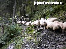 [P23] oite speriate de prezenta noastra » foto by ceasornicarul
 - 
<span class="allrVoted glyphicon glyphicon-heart hidden" id="av156506"></span>
<a class="m-l-10 hidden" id="sv156506" onclick="voting_Foto_DelVot(,156506,7879)" role="button">șterge vot <span class="glyphicon glyphicon-remove"></span></a>
<a id="v9156506" class=" c-red"  onclick="voting_Foto_SetVot(156506)" role="button"><span class="glyphicon glyphicon-heart-empty"></span> <b>LIKE</b> = Votează poza</a> <img class="hidden"  id="f156506W9" src="/imagini/loader.gif" border="0" /><span class="AjErrMes hidden" id="e156506ErM"></span>