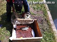 [P22] acestia erau printre cei mai slabi pastravi de aici.... » foto by guesswhoo*
 - 
<span class="allrVoted glyphicon glyphicon-heart hidden" id="av240067"></span>
<a class="m-l-10 hidden" id="sv240067" onclick="voting_Foto_DelVot(,240067,7879)" role="button">șterge vot <span class="glyphicon glyphicon-remove"></span></a>
<a id="v9240067" class=" c-red"  onclick="voting_Foto_SetVot(240067)" role="button"><span class="glyphicon glyphicon-heart-empty"></span> <b>LIKE</b> = Votează poza</a> <img class="hidden"  id="f240067W9" src="/imagini/loader.gif" border="0" /><span class="AjErrMes hidden" id="e240067ErM"></span>