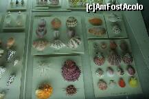 [P09] muzeul de zoologie - expozitia de scoici » foto by irma_ro*
 - 
<span class="allrVoted glyphicon glyphicon-heart hidden" id="av161369"></span>
<a class="m-l-10 hidden" id="sv161369" onclick="voting_Foto_DelVot(,161369,7883)" role="button">șterge vot <span class="glyphicon glyphicon-remove"></span></a>
<a id="v9161369" class=" c-red"  onclick="voting_Foto_SetVot(161369)" role="button"><span class="glyphicon glyphicon-heart-empty"></span> <b>LIKE</b> = Votează poza</a> <img class="hidden"  id="f161369W9" src="/imagini/loader.gif" border="0" /><span class="AjErrMes hidden" id="e161369ErM"></span>