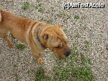 [P17] Shar-Pei de Fantanele... » foto by FCHRISTEA*
 - 
<span class="allrVoted glyphicon glyphicon-heart hidden" id="av211329"></span>
<a class="m-l-10 hidden" id="sv211329" onclick="voting_Foto_DelVot(,211329,7886)" role="button">șterge vot <span class="glyphicon glyphicon-remove"></span></a>
<a id="v9211329" class=" c-red"  onclick="voting_Foto_SetVot(211329)" role="button"><span class="glyphicon glyphicon-heart-empty"></span> <b>LIKE</b> = Votează poza</a> <img class="hidden"  id="f211329W9" src="/imagini/loader.gif" border="0" /><span class="AjErrMes hidden" id="e211329ErM"></span>