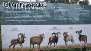 [P21] grădina zoologica Korkeasaari » foto by elenaadina
 - 
<span class="allrVoted glyphicon glyphicon-heart hidden" id="av1407231"></span>
<a class="m-l-10 hidden" id="sv1407231" onclick="voting_Foto_DelVot(,1407231,7893)" role="button">șterge vot <span class="glyphicon glyphicon-remove"></span></a>
<a id="v91407231" class=" c-red"  onclick="voting_Foto_SetVot(1407231)" role="button"><span class="glyphicon glyphicon-heart-empty"></span> <b>LIKE</b> = Votează poza</a> <img class="hidden"  id="f1407231W9" src="/imagini/loader.gif" border="0" /><span class="AjErrMes hidden" id="e1407231ErM"></span>
