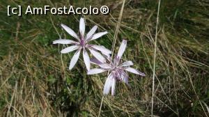 [P33] flori de munte la inceput de toamna » foto by silvia tudoran
 - 
<span class="allrVoted glyphicon glyphicon-heart hidden" id="av796093"></span>
<a class="m-l-10 hidden" id="sv796093" onclick="voting_Foto_DelVot(,796093,7916)" role="button">șterge vot <span class="glyphicon glyphicon-remove"></span></a>
<a id="v9796093" class=" c-red"  onclick="voting_Foto_SetVot(796093)" role="button"><span class="glyphicon glyphicon-heart-empty"></span> <b>LIKE</b> = Votează poza</a> <img class="hidden"  id="f796093W9" src="/imagini/loader.gif" border="0" /><span class="AjErrMes hidden" id="e796093ErM"></span>