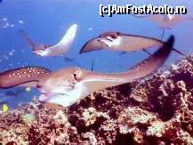 [P03] PISICI DE MARE INNOTIND. » foto by kiti
 - 
<span class="allrVoted glyphicon glyphicon-heart hidden" id="av159580"></span>
<a class="m-l-10 hidden" id="sv159580" onclick="voting_Foto_DelVot(,159580,7942)" role="button">șterge vot <span class="glyphicon glyphicon-remove"></span></a>
<a id="v9159580" class=" c-red"  onclick="voting_Foto_SetVot(159580)" role="button"><span class="glyphicon glyphicon-heart-empty"></span> <b>LIKE</b> = Votează poza</a> <img class="hidden"  id="f159580W9" src="/imagini/loader.gif" border="0" /><span class="AjErrMes hidden" id="e159580ErM"></span>
