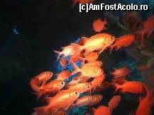 [P04] PESTISORI ROSII(NU STIU CUM SE NUMESC) » foto by kiti
 - 
<span class="allrVoted glyphicon glyphicon-heart hidden" id="av159581"></span>
<a class="m-l-10 hidden" id="sv159581" onclick="voting_Foto_DelVot(,159581,7942)" role="button">șterge vot <span class="glyphicon glyphicon-remove"></span></a>
<a id="v9159581" class=" c-red"  onclick="voting_Foto_SetVot(159581)" role="button"><span class="glyphicon glyphicon-heart-empty"></span> <b>LIKE</b> = Votează poza</a> <img class="hidden"  id="f159581W9" src="/imagini/loader.gif" border="0" /><span class="AjErrMes hidden" id="e159581ErM"></span>