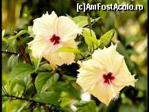 [P08] TRANDAFIRI JAPONEZI CARE REPREZINTA FLORA SPONTANA IN MALDIVES » foto by kiti
 - 
<span class="allrVoted glyphicon glyphicon-heart hidden" id="av159585"></span>
<a class="m-l-10 hidden" id="sv159585" onclick="voting_Foto_DelVot(,159585,7942)" role="button">șterge vot <span class="glyphicon glyphicon-remove"></span></a>
<a id="v9159585" class=" c-red"  onclick="voting_Foto_SetVot(159585)" role="button"><span class="glyphicon glyphicon-heart-empty"></span> <b>LIKE</b> = Votează poza</a> <img class="hidden"  id="f159585W9" src="/imagini/loader.gif" border="0" /><span class="AjErrMes hidden" id="e159585ErM"></span>
