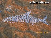 [P33] ,,Plaja privata pentru delfini,, » foto by bog68
 - 
<span class="allrVoted glyphicon glyphicon-heart hidden" id="av253530"></span>
<a class="m-l-10 hidden" id="sv253530" onclick="voting_Foto_DelVot(,253530,7962)" role="button">șterge vot <span class="glyphicon glyphicon-remove"></span></a>
<a id="v9253530" class=" c-red"  onclick="voting_Foto_SetVot(253530)" role="button"><span class="glyphicon glyphicon-heart-empty"></span> <b>LIKE</b> = Votează poza</a> <img class="hidden"  id="f253530W9" src="/imagini/loader.gif" border="0" /><span class="AjErrMes hidden" id="e253530ErM"></span>