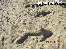 [P47] Pauza de odihana dupa un concurs de inot sincron: crocodilul, broasca testoasa si delfinul. » foto by bog68
 - 
<span class="allrVoted glyphicon glyphicon-heart hidden" id="av253544"></span>
<a class="m-l-10 hidden" id="sv253544" onclick="voting_Foto_DelVot(,253544,7962)" role="button">șterge vot <span class="glyphicon glyphicon-remove"></span></a>
<a id="v9253544" class=" c-red"  onclick="voting_Foto_SetVot(253544)" role="button"><span class="glyphicon glyphicon-heart-empty"></span> <b>LIKE</b> = Votează poza</a> <img class="hidden"  id="f253544W9" src="/imagini/loader.gif" border="0" /><span class="AjErrMes hidden" id="e253544ErM"></span>