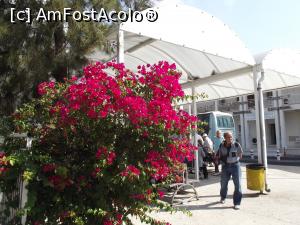[P25] Bougainvillea din faţa vechiului spital din Limassol » foto by irinad
 - 
<span class="allrVoted glyphicon glyphicon-heart hidden" id="av754368"></span>
<a class="m-l-10 hidden" id="sv754368" onclick="voting_Foto_DelVot(,754368,7992)" role="button">șterge vot <span class="glyphicon glyphicon-remove"></span></a>
<a id="v9754368" class=" c-red"  onclick="voting_Foto_SetVot(754368)" role="button"><span class="glyphicon glyphicon-heart-empty"></span> <b>LIKE</b> = Votează poza</a> <img class="hidden"  id="f754368W9" src="/imagini/loader.gif" border="0" /><span class="AjErrMes hidden" id="e754368ErM"></span>