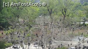 [P16] pe lacul Shinobazu,o multime de cormorani » foto by grecudoina
 - 
<span class="allrVoted glyphicon glyphicon-heart hidden" id="av1200166"></span>
<a class="m-l-10 hidden" id="sv1200166" onclick="voting_Foto_DelVot(,1200166,7999)" role="button">șterge vot <span class="glyphicon glyphicon-remove"></span></a>
<a id="v91200166" class=" c-red"  onclick="voting_Foto_SetVot(1200166)" role="button"><span class="glyphicon glyphicon-heart-empty"></span> <b>LIKE</b> = Votează poza</a> <img class="hidden"  id="f1200166W9" src="/imagini/loader.gif" border="0" /><span class="AjErrMes hidden" id="e1200166ErM"></span>