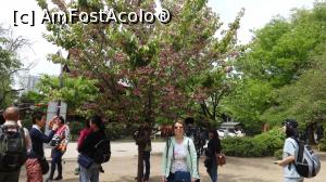 [P04] primul ciresi inflorit care mai dainuie in parc » foto by grecudoina
 - 
<span class="allrVoted glyphicon glyphicon-heart hidden" id="av1200154"></span>
<a class="m-l-10 hidden" id="sv1200154" onclick="voting_Foto_DelVot(,1200154,7999)" role="button">șterge vot <span class="glyphicon glyphicon-remove"></span></a>
<a id="v91200154" class=" c-red"  onclick="voting_Foto_SetVot(1200154)" role="button"><span class="glyphicon glyphicon-heart-empty"></span> <b>LIKE</b> = Votează poza</a> <img class="hidden"  id="f1200154W9" src="/imagini/loader.gif" border="0" /><span class="AjErrMes hidden" id="e1200154ErM"></span>