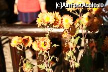 [P27] Ultimele flori..poate si ultimele albine » foto by liviadavidescu
 - 
<span class="allrVoted glyphicon glyphicon-heart hidden" id="av164492"></span>
<a class="m-l-10 hidden" id="sv164492" onclick="voting_Foto_DelVot(,164492,8034)" role="button">șterge vot <span class="glyphicon glyphicon-remove"></span></a>
<a id="v9164492" class=" c-red"  onclick="voting_Foto_SetVot(164492)" role="button"><span class="glyphicon glyphicon-heart-empty"></span> <b>LIKE</b> = Votează poza</a> <img class="hidden"  id="f164492W9" src="/imagini/loader.gif" border="0" /><span class="AjErrMes hidden" id="e164492ErM"></span>