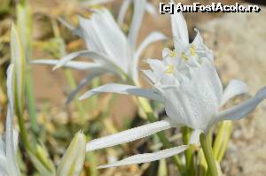 [P25] In turca Kum zambağı sau in latina Pancratium maritimum » foto by GabrielaG
 - 
<span class="allrVoted glyphicon glyphicon-heart hidden" id="av682398"></span>
<a class="m-l-10 hidden" id="sv682398" onclick="voting_Foto_DelVot(,682398,8053)" role="button">șterge vot <span class="glyphicon glyphicon-remove"></span></a>
<a id="v9682398" class=" c-red"  onclick="voting_Foto_SetVot(682398)" role="button"><span class="glyphicon glyphicon-heart-empty"></span> <b>LIKE</b> = Votează poza</a> <img class="hidden"  id="f682398W9" src="/imagini/loader.gif" border="0" /><span class="AjErrMes hidden" id="e682398ErM"></span>