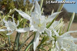 [P26] In turca Kum zambağı sau in latina Pancratium maritimum » foto by GabrielaG
 - 
<span class="allrVoted glyphicon glyphicon-heart hidden" id="av682399"></span>
<a class="m-l-10 hidden" id="sv682399" onclick="voting_Foto_DelVot(,682399,8053)" role="button">șterge vot <span class="glyphicon glyphicon-remove"></span></a>
<a id="v9682399" class=" c-red"  onclick="voting_Foto_SetVot(682399)" role="button"><span class="glyphicon glyphicon-heart-empty"></span> <b>LIKE</b> = Votează poza</a> <img class="hidden"  id="f682399W9" src="/imagini/loader.gif" border="0" /><span class="AjErrMes hidden" id="e682399ErM"></span>