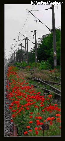 [P22] Iar dincolo de sinele de tren...macii isi fluturau rosia libertate, aici la Dor Marunt » foto by private_rayen
 - 
<span class="allrVoted glyphicon glyphicon-heart hidden" id="av306575"></span>
<a class="m-l-10 hidden" id="sv306575" onclick="voting_Foto_DelVot(,306575,8054)" role="button">șterge vot <span class="glyphicon glyphicon-remove"></span></a>
<a id="v9306575" class=" c-red"  onclick="voting_Foto_SetVot(306575)" role="button"><span class="glyphicon glyphicon-heart-empty"></span> <b>LIKE</b> = Votează poza</a> <img class="hidden"  id="f306575W9" src="/imagini/loader.gif" border="0" /><span class="AjErrMes hidden" id="e306575ErM"></span>