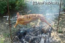 [P13] berbec la protap, orice mancare aici e mult mai gustoasa » foto by guesswhoo*
 - 
<span class="allrVoted glyphicon glyphicon-heart hidden" id="av241522"></span>
<a class="m-l-10 hidden" id="sv241522" onclick="voting_Foto_DelVot(,241522,8054)" role="button">șterge vot <span class="glyphicon glyphicon-remove"></span></a>
<a id="v9241522" class=" c-red"  onclick="voting_Foto_SetVot(241522)" role="button"><span class="glyphicon glyphicon-heart-empty"></span> <b>LIKE</b> = Votează poza</a> <img class="hidden"  id="f241522W9" src="/imagini/loader.gif" border="0" /><span class="AjErrMes hidden" id="e241522ErM"></span>