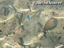 [P20] pestele Picasso la sanga, la dreapta un peste 'chirurg' » foto by kati
 - 
<span class="allrVoted glyphicon glyphicon-heart hidden" id="av165761"></span>
<a class="m-l-10 hidden" id="sv165761" onclick="voting_Foto_DelVot(,165761,8055)" role="button">șterge vot <span class="glyphicon glyphicon-remove"></span></a>
<a id="v9165761" class=" c-red"  onclick="voting_Foto_SetVot(165761)" role="button"><span class="glyphicon glyphicon-heart-empty"></span> <b>LIKE</b> = Votează poza</a> <img class="hidden"  id="f165761W9" src="/imagini/loader.gif" border="0" /><span class="AjErrMes hidden" id="e165761ErM"></span>