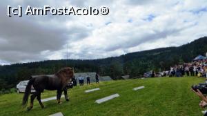 [P10] În aplauzele asistenței iese din scenă armăsarul Molid II, rasa Cal de Bucovina, vedetă a numeroase websituri de specialitate și a ședințe de fotografiere. Se remarcă printr-o coamă bogată.  » foto by Lucien
 - 
<span class="allrVoted glyphicon glyphicon-heart hidden" id="av837911"></span>
<a class="m-l-10 hidden" id="sv837911" onclick="voting_Foto_DelVot(,837911,8056)" role="button">șterge vot <span class="glyphicon glyphicon-remove"></span></a>
<a id="v9837911" class=" c-red"  onclick="voting_Foto_SetVot(837911)" role="button"><span class="glyphicon glyphicon-heart-empty"></span> <b>LIKE</b> = Votează poza</a> <img class="hidden"  id="f837911W9" src="/imagini/loader.gif" border="0" /><span class="AjErrMes hidden" id="e837911ErM"></span>