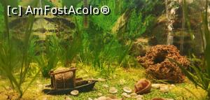 [P43] <strong>Muzeul Regiunii Porțile de Fier, Acvarium. </strong> » foto by Aurici
 - 
<span class="allrVoted glyphicon glyphicon-heart hidden" id="av1177470"></span>
<a class="m-l-10 hidden" id="sv1177470" onclick="voting_Foto_DelVot(,1177470,8064)" role="button">șterge vot <span class="glyphicon glyphicon-remove"></span></a>
<a id="v91177470" class=" c-red"  onclick="voting_Foto_SetVot(1177470)" role="button"><span class="glyphicon glyphicon-heart-empty"></span> <b>LIKE</b> = Votează poza</a> <img class="hidden"  id="f1177470W9" src="/imagini/loader.gif" border="0" /><span class="AjErrMes hidden" id="e1177470ErM"></span>