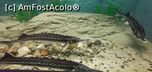 [P44] <strong>Muzeul Regiunii Porțile de Fier, Acvarium cu pești dunăreni. </strong> » foto by Aurici
 - 
<span class="allrVoted glyphicon glyphicon-heart hidden" id="av1177471"></span>
<a class="m-l-10 hidden" id="sv1177471" onclick="voting_Foto_DelVot(,1177471,8064)" role="button">șterge vot <span class="glyphicon glyphicon-remove"></span></a>
<a id="v91177471" class=" c-red"  onclick="voting_Foto_SetVot(1177471)" role="button"><span class="glyphicon glyphicon-heart-empty"></span> <b>LIKE</b> = Votează poza</a> <img class="hidden"  id="f1177471W9" src="/imagini/loader.gif" border="0" /><span class="AjErrMes hidden" id="e1177471ErM"></span>