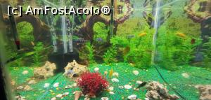 [P51] Acvariul din cadrul Muzeului Porțile de Fier. » foto by Aurici
 - 
<span class="allrVoted glyphicon glyphicon-heart hidden" id="av1177478"></span>
<a class="m-l-10 hidden" id="sv1177478" onclick="voting_Foto_DelVot(,1177478,8064)" role="button">șterge vot <span class="glyphicon glyphicon-remove"></span></a>
<a id="v91177478" class=" c-red"  onclick="voting_Foto_SetVot(1177478)" role="button"><span class="glyphicon glyphicon-heart-empty"></span> <b>LIKE</b> = Votează poza</a> <img class="hidden"  id="f1177478W9" src="/imagini/loader.gif" border="0" /><span class="AjErrMes hidden" id="e1177478ErM"></span>