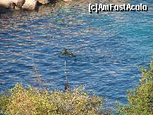 [P23] Scufundatori( dupa fructe de mare) » foto by oxy*
 - 
<span class="allrVoted glyphicon glyphicon-heart hidden" id="av168677"></span>
<a class="m-l-10 hidden" id="sv168677" onclick="voting_Foto_DelVot(,168677,8099)" role="button">șterge vot <span class="glyphicon glyphicon-remove"></span></a>
<a id="v9168677" class=" c-red"  onclick="voting_Foto_SetVot(168677)" role="button"><span class="glyphicon glyphicon-heart-empty"></span> <b>LIKE</b> = Votează poza</a> <img class="hidden"  id="f168677W9" src="/imagini/loader.gif" border="0" /><span class="AjErrMes hidden" id="e168677ErM"></span>