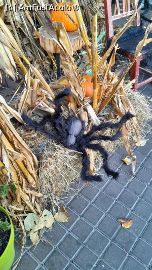 [P18] decor de toamna si Halloween » foto by Yolanda
 - 
<span class="allrVoted glyphicon glyphicon-heart hidden" id="av1395127"></span>
<a class="m-l-10 hidden" id="sv1395127" onclick="voting_Foto_DelVot(,1395127,8103)" role="button">șterge vot <span class="glyphicon glyphicon-remove"></span></a>
<a id="v91395127" class=" c-red"  onclick="voting_Foto_SetVot(1395127)" role="button"><span class="glyphicon glyphicon-heart-empty"></span> <b>LIKE</b> = Votează poza</a> <img class="hidden"  id="f1395127W9" src="/imagini/loader.gif" border="0" /><span class="AjErrMes hidden" id="e1395127ErM"></span>