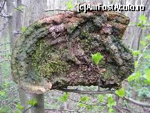 [P17] Lucrarea naturii: o ciupercă de copac » foto by bog68
 - 
<span class="allrVoted glyphicon glyphicon-heart hidden" id="av305053"></span>
<a class="m-l-10 hidden" id="sv305053" onclick="voting_Foto_DelVot(,305053,8128)" role="button">șterge vot <span class="glyphicon glyphicon-remove"></span></a>
<a id="v9305053" class=" c-red"  onclick="voting_Foto_SetVot(305053)" role="button"><span class="glyphicon glyphicon-heart-empty"></span> <b>LIKE</b> = Votează poza</a> <img class="hidden"  id="f305053W9" src="/imagini/loader.gif" border="0" /><span class="AjErrMes hidden" id="e305053ErM"></span>