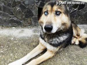 [P01] Leo, iubirea mea necuvântătoare, jumătate husky jumătate lup » foto by cloverina
 - 
<span class="allrVoted glyphicon glyphicon-heart hidden" id="av658598"></span>
<a class="m-l-10 hidden" id="sv658598" onclick="voting_Foto_DelVot(,658598,8128)" role="button">șterge vot <span class="glyphicon glyphicon-remove"></span></a>
<a id="v9658598" class=" c-red"  onclick="voting_Foto_SetVot(658598)" role="button"><span class="glyphicon glyphicon-heart-empty"></span> <b>LIKE</b> = Votează poza</a> <img class="hidden"  id="f658598W9" src="/imagini/loader.gif" border="0" /><span class="AjErrMes hidden" id="e658598ErM"></span>