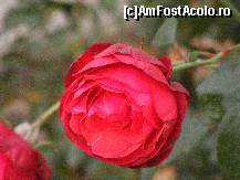 [P01]  -- <small>// FĂRĂ DESCRIERE</small> » foto by vasilica
 - 
<span class="allrVoted glyphicon glyphicon-heart hidden" id="av381072"></span>
<a class="m-l-10 hidden" id="sv381072" onclick="voting_Foto_DelVot(,381072,8128)" role="button">șterge vot <span class="glyphicon glyphicon-remove"></span></a>
<a id="v9381072" class=" c-red"  onclick="voting_Foto_SetVot(381072)" role="button"><span class="glyphicon glyphicon-heart-empty"></span> <b>LIKE</b> = Votează poza</a> <img class="hidden"  id="f381072W9" src="/imagini/loader.gif" border="0" /><span class="AjErrMes hidden" id="e381072ErM"></span>