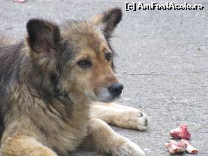 [P02] Eu sunt Fifi, mama mea a fost a satului, eu sunt nobila, m-am nascut la curte si un nenea doctor a facut asa sa-mi revina mie toate oscioarele cu maduva.  » foto by elviramvio
 - 
<span class="allrVoted glyphicon glyphicon-heart hidden" id="av639378"></span>
<a class="m-l-10 hidden" id="sv639378" onclick="voting_Foto_DelVot(,639378,8128)" role="button">șterge vot <span class="glyphicon glyphicon-remove"></span></a>
<a id="v9639378" class=" c-red"  onclick="voting_Foto_SetVot(639378)" role="button"><span class="glyphicon glyphicon-heart-empty"></span> <b>LIKE</b> = Votează poza</a> <img class="hidden"  id="f639378W9" src="/imagini/loader.gif" border="0" /><span class="AjErrMes hidden" id="e639378ErM"></span>