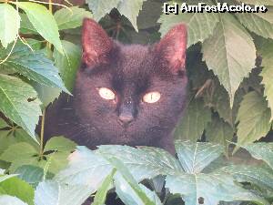 [P06] De 15.6 ani sunt stapana stapanilor, nici ei nu stiu ce varsta am.  » foto by elviramvio
 - 
<span class="allrVoted glyphicon glyphicon-heart hidden" id="av639403"></span>
<a class="m-l-10 hidden" id="sv639403" onclick="voting_Foto_DelVot(,639403,8128)" role="button">șterge vot <span class="glyphicon glyphicon-remove"></span></a>
<a id="v9639403" class=" c-red"  onclick="voting_Foto_SetVot(639403)" role="button"><span class="glyphicon glyphicon-heart-empty"></span> <b>LIKE</b> = Votează poza</a> <img class="hidden"  id="f639403W9" src="/imagini/loader.gif" border="0" /><span class="AjErrMes hidden" id="e639403ErM"></span>