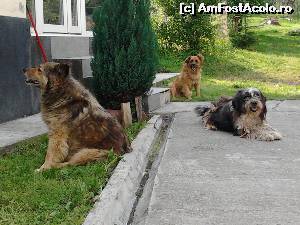 [P07] Si un ciobanesc abandonat, toti trei in grija unor oameni cu suflet mare, atunci cand noi nu santem.  » foto by elviramvio
 - 
<span class="allrVoted glyphicon glyphicon-heart hidden" id="av639407"></span>
<a class="m-l-10 hidden" id="sv639407" onclick="voting_Foto_DelVot(,639407,8128)" role="button">șterge vot <span class="glyphicon glyphicon-remove"></span></a>
<a id="v9639407" class=" c-red"  onclick="voting_Foto_SetVot(639407)" role="button"><span class="glyphicon glyphicon-heart-empty"></span> <b>LIKE</b> = Votează poza</a> <img class="hidden"  id="f639407W9" src="/imagini/loader.gif" border="0" /><span class="AjErrMes hidden" id="e639407ErM"></span>