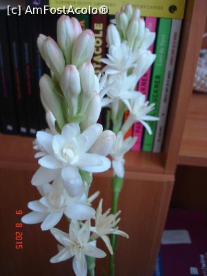 [P05] Tuberoze-printre florile mele preferate » foto by ANILU
 - 
<span class="allrVoted glyphicon glyphicon-heart hidden" id="av710465"></span>
<a class="m-l-10 hidden" id="sv710465" onclick="voting_Foto_DelVot(,710465,8128)" role="button">șterge vot <span class="glyphicon glyphicon-remove"></span></a>
<a id="v9710465" class=" c-red"  onclick="voting_Foto_SetVot(710465)" role="button"><span class="glyphicon glyphicon-heart-empty"></span> <b>LIKE</b> = Votează poza</a> <img class="hidden"  id="f710465W9" src="/imagini/loader.gif" border="0" /><span class="AjErrMes hidden" id="e710465ErM"></span>
