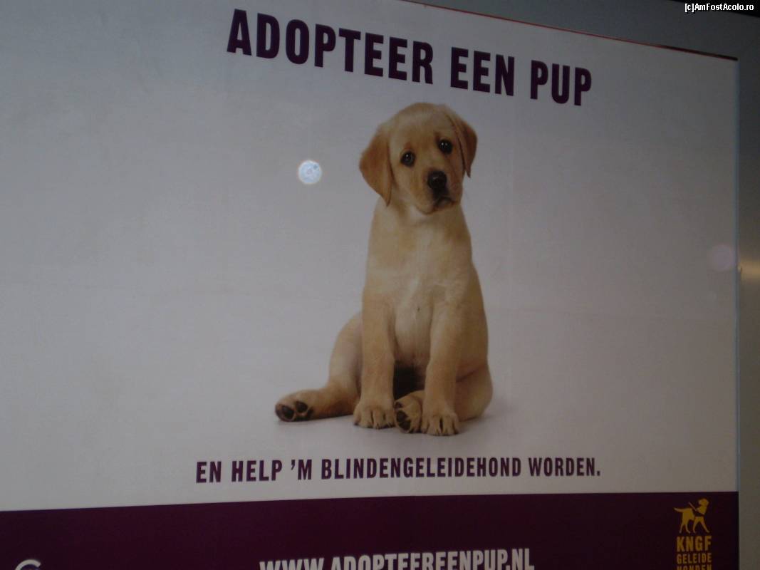 [P13] Într-o stație de metrou din Amsterdam, prin acest bener oamenii sunt îndemnați să adopte animale fără stăpân. M-a impresionat privirea tristă a acestui cățel frumos.  » foto by Mihai18
 - 
<span class="allrVoted glyphicon glyphicon-heart hidden" id="av657881"></span>
<a class="m-l-10 hidden" id="sv657881" onclick="voting_Foto_DelVot(,657881,8128)" role="button">șterge vot <span class="glyphicon glyphicon-remove"></span></a>
<a id="v9657881" class=" c-red"  onclick="voting_Foto_SetVot(657881)" role="button"><span class="glyphicon glyphicon-heart-empty"></span> <b>LIKE</b> = Votează poza</a> <img class="hidden"  id="f657881W9" src="/imagini/loader.gif" border="0" /><span class="AjErrMes hidden" id="e657881ErM"></span>