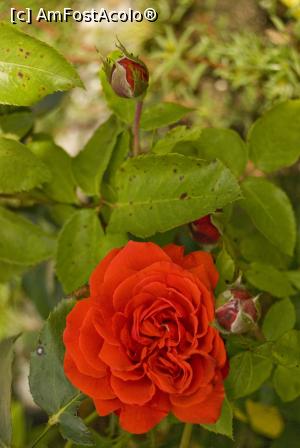 [P12]  -- <small>// FĂRĂ DESCRIERE</small> » foto by Maya_C
 - 
<span class="allrVoted glyphicon glyphicon-heart hidden" id="av720349"></span>
<a class="m-l-10 hidden" id="sv720349" onclick="voting_Foto_DelVot(,720349,8128)" role="button">șterge vot <span class="glyphicon glyphicon-remove"></span></a>
<a id="v9720349" class=" c-red"  onclick="voting_Foto_SetVot(720349)" role="button"><span class="glyphicon glyphicon-heart-empty"></span> <b>LIKE</b> = Votează poza</a> <img class="hidden"  id="f720349W9" src="/imagini/loader.gif" border="0" /><span class="AjErrMes hidden" id="e720349ErM"></span>