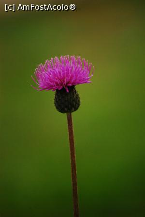 [P20]  -- <small>// FĂRĂ DESCRIERE</small> » foto by Maya_C
 - 
<span class="allrVoted glyphicon glyphicon-heart hidden" id="av720357"></span>
<a class="m-l-10 hidden" id="sv720357" onclick="voting_Foto_DelVot(,720357,8128)" role="button">șterge vot <span class="glyphicon glyphicon-remove"></span></a>
<a id="v9720357" class=" c-red"  onclick="voting_Foto_SetVot(720357)" role="button"><span class="glyphicon glyphicon-heart-empty"></span> <b>LIKE</b> = Votează poza</a> <img class="hidden"  id="f720357W9" src="/imagini/loader.gif" border="0" /><span class="AjErrMes hidden" id="e720357ErM"></span>