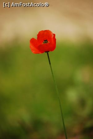 [P27]  -- <small>// FĂRĂ DESCRIERE</small> » foto by Maya_C
 - 
<span class="allrVoted glyphicon glyphicon-heart hidden" id="av720364"></span>
<a class="m-l-10 hidden" id="sv720364" onclick="voting_Foto_DelVot(,720364,8128)" role="button">șterge vot <span class="glyphicon glyphicon-remove"></span></a>
<a id="v9720364" class=" c-red"  onclick="voting_Foto_SetVot(720364)" role="button"><span class="glyphicon glyphicon-heart-empty"></span> <b>LIKE</b> = Votează poza</a> <img class="hidden"  id="f720364W9" src="/imagini/loader.gif" border="0" /><span class="AjErrMes hidden" id="e720364ErM"></span>