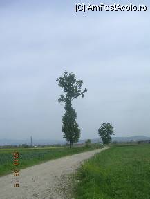 [P28] Plopul singuratic din Lunca Mureşului, străjer al drumului copilăriei. » foto by abbilbal*
 - 
<span class="allrVoted glyphicon glyphicon-heart hidden" id="av96995"></span>
<a class="m-l-10 hidden" id="sv96995" onclick="voting_Foto_DelVot(,96995,8128)" role="button">șterge vot <span class="glyphicon glyphicon-remove"></span></a>
<a id="v996995" class=" c-red"  onclick="voting_Foto_SetVot(96995)" role="button"><span class="glyphicon glyphicon-heart-empty"></span> <b>LIKE</b> = Votează poza</a> <img class="hidden"  id="f96995W9" src="/imagini/loader.gif" border="0" /><span class="AjErrMes hidden" id="e96995ErM"></span>