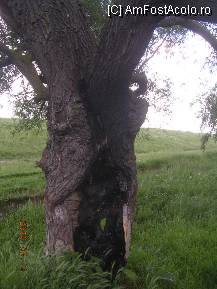 [P06] Salcă trăznită. » foto by abbilbal*
 - 
<span class="allrVoted glyphicon glyphicon-heart hidden" id="av96966"></span>
<a class="m-l-10 hidden" id="sv96966" onclick="voting_Foto_DelVot(,96966,8128)" role="button">șterge vot <span class="glyphicon glyphicon-remove"></span></a>
<a id="v996966" class=" c-red"  onclick="voting_Foto_SetVot(96966)" role="button"><span class="glyphicon glyphicon-heart-empty"></span> <b>LIKE</b> = Votează poza</a> <img class="hidden"  id="f96966W9" src="/imagini/loader.gif" border="0" /><span class="AjErrMes hidden" id="e96966ErM"></span>