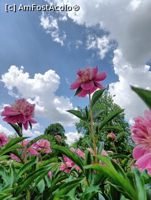 [P03] Floarea națională se înalță spre cerul României. » foto by tata123 🔱
 - 
<span class="allrVoted glyphicon glyphicon-heart hidden" id="av1366809"></span>
<a class="m-l-10 hidden" id="sv1366809" onclick="voting_Foto_DelVot(,1366809,8128)" role="button">șterge vot <span class="glyphicon glyphicon-remove"></span></a>
<a id="v91366809" class=" c-red"  onclick="voting_Foto_SetVot(1366809)" role="button"><span class="glyphicon glyphicon-heart-empty"></span> <b>LIKE</b> = Votează poza</a> <img class="hidden"  id="f1366809W9" src="/imagini/loader.gif" border="0" /><span class="AjErrMes hidden" id="e1366809ErM"></span>