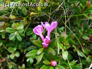 [P01] Bujorul de munte (rododendronul). » foto by tata123 🔱
 - 
<span class="allrVoted glyphicon glyphicon-heart hidden" id="av1376551"></span>
<a class="m-l-10 hidden" id="sv1376551" onclick="voting_Foto_DelVot(,1376551,8128)" role="button">șterge vot <span class="glyphicon glyphicon-remove"></span></a>
<a id="v91376551" class=" c-red"  onclick="voting_Foto_SetVot(1376551)" role="button"><span class="glyphicon glyphicon-heart-empty"></span> <b>LIKE</b> = Votează poza</a> <img class="hidden"  id="f1376551W9" src="/imagini/loader.gif" border="0" /><span class="AjErrMes hidden" id="e1376551ErM"></span>