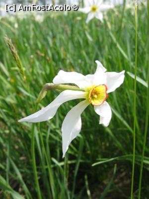 [P10] Gingașa narcisă. » foto by tata123 🔱
 - 
<span class="allrVoted glyphicon glyphicon-heart hidden" id="av1376560"></span>
<a class="m-l-10 hidden" id="sv1376560" onclick="voting_Foto_DelVot(,1376560,8128)" role="button">șterge vot <span class="glyphicon glyphicon-remove"></span></a>
<a id="v91376560" class=" c-red"  onclick="voting_Foto_SetVot(1376560)" role="button"><span class="glyphicon glyphicon-heart-empty"></span> <b>LIKE</b> = Votează poza</a> <img class="hidden"  id="f1376560W9" src="/imagini/loader.gif" border="0" /><span class="AjErrMes hidden" id="e1376560ErM"></span>