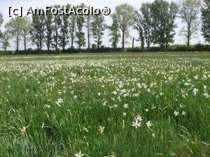 [P11] Poiana cu narcise de la Negrași (Argeș). » foto by tata123 🔱
 - 
<span class="allrVoted glyphicon glyphicon-heart hidden" id="av1376561"></span>
<a class="m-l-10 hidden" id="sv1376561" onclick="voting_Foto_DelVot(,1376561,8128)" role="button">șterge vot <span class="glyphicon glyphicon-remove"></span></a>
<a id="v91376561" class=" c-red"  onclick="voting_Foto_SetVot(1376561)" role="button"><span class="glyphicon glyphicon-heart-empty"></span> <b>LIKE</b> = Votează poza</a> <img class="hidden"  id="f1376561W9" src="/imagini/loader.gif" border="0" /><span class="AjErrMes hidden" id="e1376561ErM"></span>