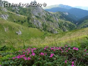 [P02] Bujori de munte în Ciucaș. » foto by tata123 🔱
 - 
<span class="allrVoted glyphicon glyphicon-heart hidden" id="av1376552"></span>
<a class="m-l-10 hidden" id="sv1376552" onclick="voting_Foto_DelVot(,1376552,8128)" role="button">șterge vot <span class="glyphicon glyphicon-remove"></span></a>
<a id="v91376552" class=" c-red"  onclick="voting_Foto_SetVot(1376552)" role="button"><span class="glyphicon glyphicon-heart-empty"></span> <b>LIKE</b> = Votează poza</a> <img class="hidden"  id="f1376552W9" src="/imagini/loader.gif" border="0" /><span class="AjErrMes hidden" id="e1376552ErM"></span>