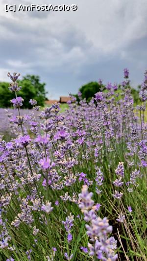 [P21] Lavanda - actrița de top a ultimilor ani. » foto by tata123 🔱
 - 
<span class="allrVoted glyphicon glyphicon-heart hidden" id="av1376571"></span>
<a class="m-l-10 hidden" id="sv1376571" onclick="voting_Foto_DelVot(,1376571,8128)" role="button">șterge vot <span class="glyphicon glyphicon-remove"></span></a>
<a id="v91376571" class=" c-red"  onclick="voting_Foto_SetVot(1376571)" role="button"><span class="glyphicon glyphicon-heart-empty"></span> <b>LIKE</b> = Votează poza</a> <img class="hidden"  id="f1376571W9" src="/imagini/loader.gif" border="0" /><span class="AjErrMes hidden" id="e1376571ErM"></span>