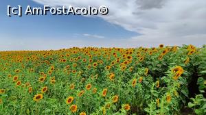 [P25] Lan de floarea-soarelui în Teleorman. » foto by tata123 🔱
 - 
<span class="allrVoted glyphicon glyphicon-heart hidden" id="av1376575"></span>
<a class="m-l-10 hidden" id="sv1376575" onclick="voting_Foto_DelVot(,1376575,8128)" role="button">șterge vot <span class="glyphicon glyphicon-remove"></span></a>
<a id="v91376575" class=" c-red"  onclick="voting_Foto_SetVot(1376575)" role="button"><span class="glyphicon glyphicon-heart-empty"></span> <b>LIKE</b> = Votează poza</a> <img class="hidden"  id="f1376575W9" src="/imagini/loader.gif" border="0" /><span class="AjErrMes hidden" id="e1376575ErM"></span>