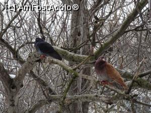 [P15] Porumbeii nu lipsesc din peisaj.  » foto by tata123 🔱
 - 
<span class="allrVoted glyphicon glyphicon-heart hidden" id="av1155592"></span>
<a class="m-l-10 hidden" id="sv1155592" onclick="voting_Foto_DelVot(,1155592,8129)" role="button">șterge vot <span class="glyphicon glyphicon-remove"></span></a>
<a id="v91155592" class=" c-red"  onclick="voting_Foto_SetVot(1155592)" role="button"><span class="glyphicon glyphicon-heart-empty"></span> <b>LIKE</b> = Votează poza</a> <img class="hidden"  id="f1155592W9" src="/imagini/loader.gif" border="0" /><span class="AjErrMes hidden" id="e1155592ErM"></span>