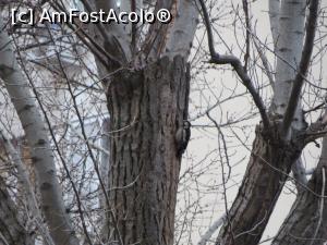 [P17] Din nou ciocănitoarea inspectează arborii.  » foto by tata123 🔱
 - 
<span class="allrVoted glyphicon glyphicon-heart hidden" id="av1155594"></span>
<a class="m-l-10 hidden" id="sv1155594" onclick="voting_Foto_DelVot(,1155594,8129)" role="button">șterge vot <span class="glyphicon glyphicon-remove"></span></a>
<a id="v91155594" class=" c-red"  onclick="voting_Foto_SetVot(1155594)" role="button"><span class="glyphicon glyphicon-heart-empty"></span> <b>LIKE</b> = Votează poza</a> <img class="hidden"  id="f1155594W9" src="/imagini/loader.gif" border="0" /><span class="AjErrMes hidden" id="e1155594ErM"></span>