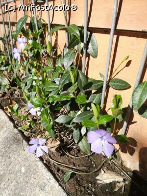 [P05] Florile albăstrui de saschiu se împletesc pe gardul metalic.  » foto by tata123 🔱
 - 
<span class="allrVoted glyphicon glyphicon-heart hidden" id="av1155582"></span>
<a class="m-l-10 hidden" id="sv1155582" onclick="voting_Foto_DelVot(,1155582,8129)" role="button">șterge vot <span class="glyphicon glyphicon-remove"></span></a>
<a id="v91155582" class=" c-red"  onclick="voting_Foto_SetVot(1155582)" role="button"><span class="glyphicon glyphicon-heart-empty"></span> <b>LIKE</b> = Votează poza</a> <img class="hidden"  id="f1155582W9" src="/imagini/loader.gif" border="0" /><span class="AjErrMes hidden" id="e1155582ErM"></span>